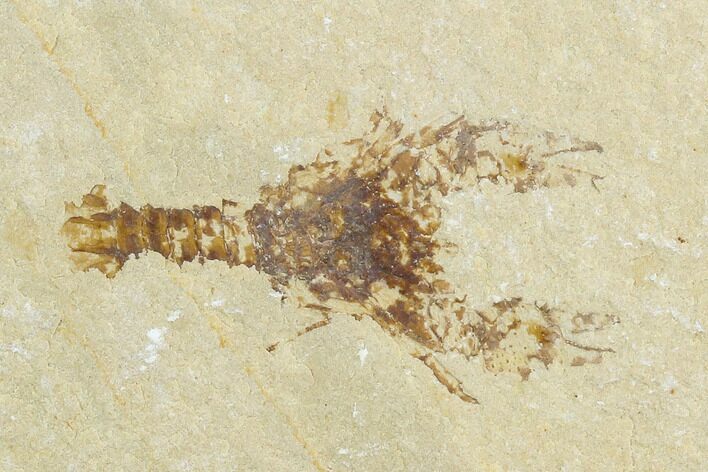 Cretaceous Lobster (Eryma) Fossil - Lebanon #124000